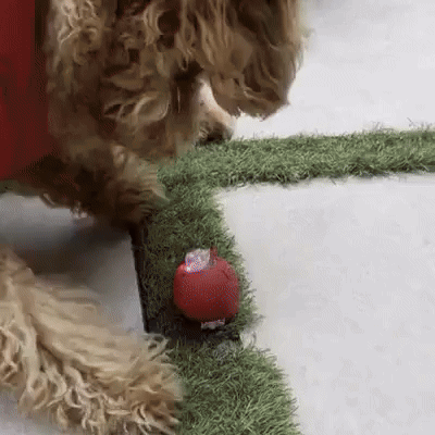 SmartPaw® Juguete Antiestrés Inteligente